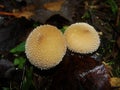 Common puffball, warted puffball, gem-studded puffball, wolf or the devils snuff-box mushroom raincoat in the forest in nature. Royalty Free Stock Photo