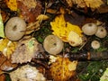 Common puffball, warted puffball, gem-studded puffball, wolf or the devils snuff-box mushroom raincoat in the forest in nature.