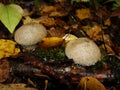 Common puffball, warted puffball, gem-studded puffball, wolf or the devils snuff-box mushroom raincoat in the forest in nature.