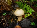 common puffball, warted puffball, gem-studded puffball, wolf or the devils snuff-box mushroom raincoat in the forest in nature. Royalty Free Stock Photo