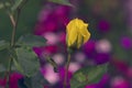 Yellow single rose with pink bokeh background Royalty Free Stock Photo