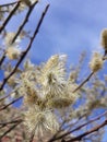 Lat. Salix caprea The people are called tassels Catkins