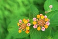 Latana flower. Top view of flowers made of many small pink and yellow parts Greece on fresh green leaves background.