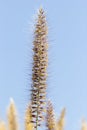 Latang Grass Flower Royalty Free Stock Photo