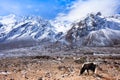 Latang National Park,Nepal Royalty Free Stock Photo