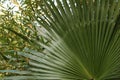 Latania loddigessi leaf in the garden