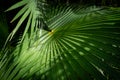 latanier leaf in the tropical forest of Guadeloupe. caribbean island the perfect place to travel and to enjoy holidays. ecology