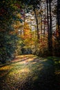 Late afternoon in colorful autumn forest with path in October Royalty Free Stock Photo