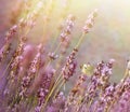 Late afternoon in flower garden - white butterfly on lavender flower Royalty Free Stock Photo