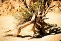 Ancient Pinon Pine Tree Grand Canyon Arizona Royalty Free Stock Photo