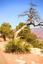 Brave Pinon Pine Tree Grand Canyon Arizona Royalty Free Stock Photo