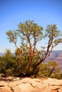 Brave Pinon Pine Tree Grand Canyon Arizona Royalty Free Stock Photo