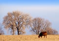 Late Afternoon Grazing Cow Royalty Free Stock Photo