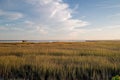 Late afternoon landscape of marshland. Royalty Free Stock Photo