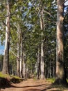 Blue gum farm road, Limpopo, South Africa Royalty Free Stock Photo