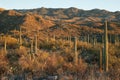 Late afternoon in Saguaro National Park