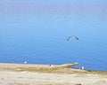 Gull Flying Over Salton Sea Royalty Free Stock Photo