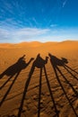 Late afternoon shadows of Dromedary camels and caravan led by Tuareg man in Merzouga, Erg Chebbi, Morocco Royalty Free Stock Photo