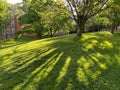 Late Afternoon Shadows on the Meadow Royalty Free Stock Photo