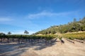 Late afternoon shadows over winery vineyard in Paso Robles California USA