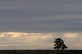 A lone eucalypt silhouetted against a dramatic dark and pale orange sky.