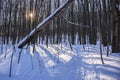 The late afternoon sun casts long shadows on a snow covered floor of Shindagin Hollow State Forest known for cross country skiing Royalty Free Stock Photo