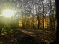 Late afternoon sun, Forest Park, Autumn Royalty Free Stock Photo