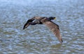 Double-crested Cormorant highlighted wings in flight