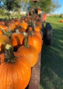 Farmstand with rows of pumpkins in various colors of orange and green. Royalty Free Stock Photo