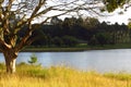 Late afternoon sunlight lights up a dead tree next to a peaceful country dam. Royalty Free Stock Photo