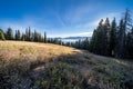 Late afternoon sunshine in a meadow in Wyoming`s Bridger Teton National Forest Royalty Free Stock Photo