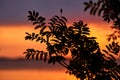 Late August sunset behind rowan leaves