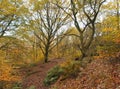 Late autumn beech forest with golden leaf colours ferns and path Royalty Free Stock Photo