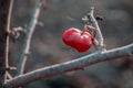 Late autumn cold damp weather, small red last apple on a tree branch after the first frost, end of the garden season before winter Royalty Free Stock Photo