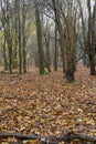 Late autumn, early winter misty English woodland scene Royalty Free Stock Photo