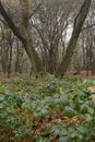 Late autumn, early winter misty English woodland scene Royalty Free Stock Photo