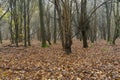 Late autumn, early winter misty English woodland scene Royalty Free Stock Photo