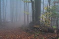 Late autumn foggy forest