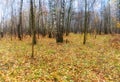 Late autumn forest Royalty Free Stock Photo