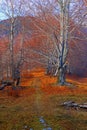 Autumn Forest Path