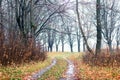 Late autumn in the forest, a road in the forest between bare trees Royalty Free Stock Photo