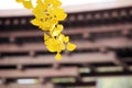 The golden ginkgo leaves in front of ancient Chinese buildings come into view..