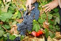 Late autumn grape harvest Royalty Free Stock Photo