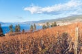 Late autumn grapevines and grapes in vineyard with view of Okanagan Lake Royalty Free Stock Photo