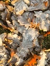 Late autumn, hoarfrost. Frozen oak leaves top view Royalty Free Stock Photo