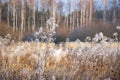 Late autumn landscape. The grass in the field is covered with white frost and fog Royalty Free Stock Photo