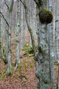 Late autumn landscape of Scorota Gorges in the Carpathians. Royalty Free Stock Photo