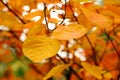 Close-up shot of Cotinus coggygria tree leaves in late autumn..