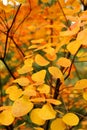 Close-up shot of Cotinus coggygria tree leaves in late autumn..