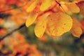 Close-up shot of Cotinus coggygria tree leaves in late autumn..